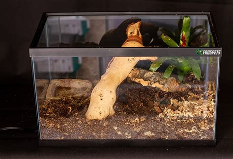 10-Gallon Pacman Frog Habitat Setup Guide (With Pictures) FrogPets ...