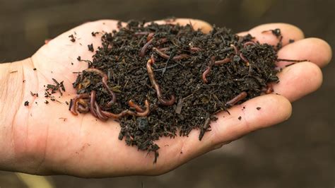 Rabbit Manure In Worm Composting – Worm Farming Secrets