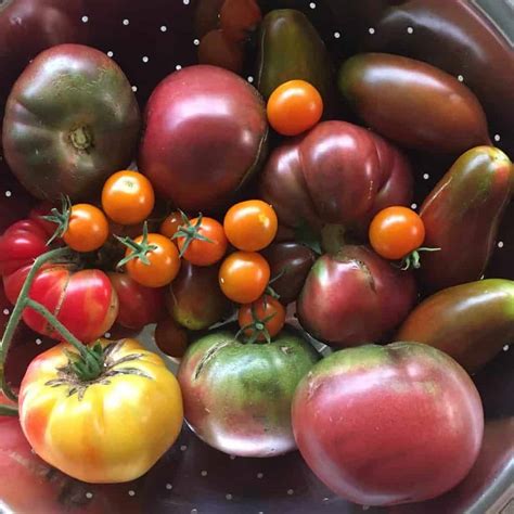 Heirloom Tomatoes: Seeds & Varieties | Family Food Garden