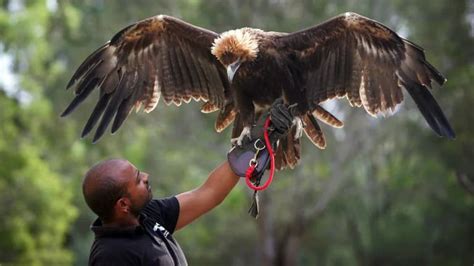 9 Largest Eagles With The Longest Wingspan - WhatDeWhat