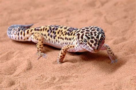 Leopard Geckos Lifespan, Feeding And Lifecycle [All About Geckos ...