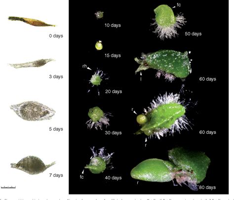 Figure 1 from Comparative seed germination and seedling development of ...