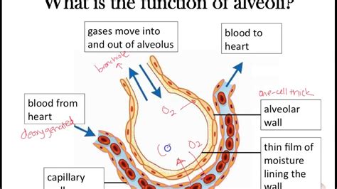 Gas exchange (Part 2): Awesome alveoli adaptations - YouTube