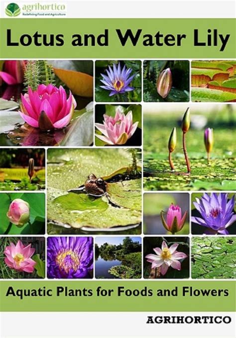 Lotus and Water Lily: Aquatic Plants for Foods and Flowers eBook by ...