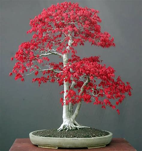 The Most Beautiful Bonsai Trees - Decoholic