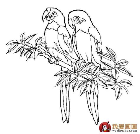 Rainforest Birds Coloring Pages at GetColorings.com | Free printable ...