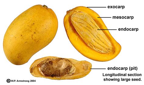 Reasons to eat mango - Zambian Eye