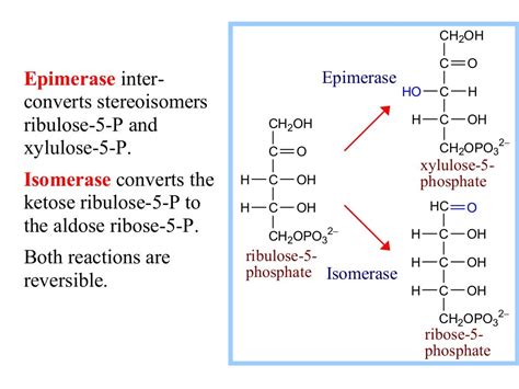 Pentose Phosphate Pathway---Sir Khalid (Biochem)