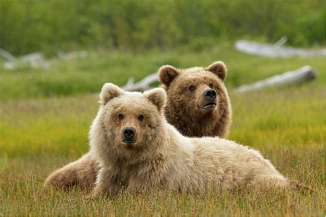 Win Passes to See Disneynature's Bears! | Toronto Teacher Mom