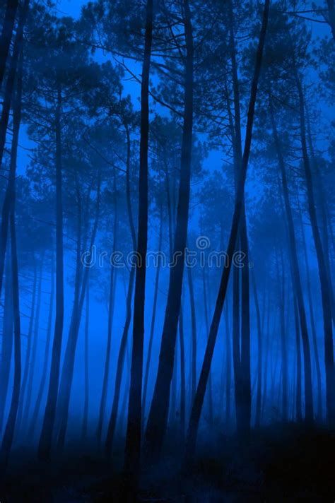 Blue forest. Spooky foggy pine forest at night , #AFF, #Spooky, #forest ...