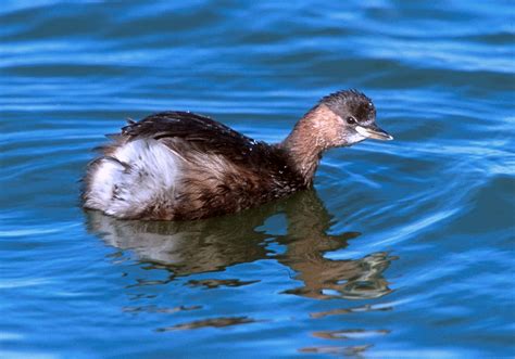 African Waterbirds - Nature & Wildlife Photography