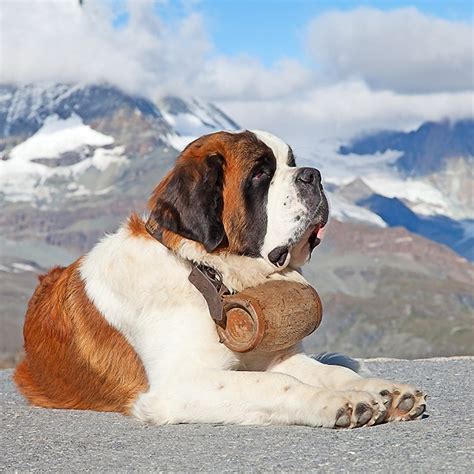 Greater Swiss Mountain Dog Breeders • Globerove.com