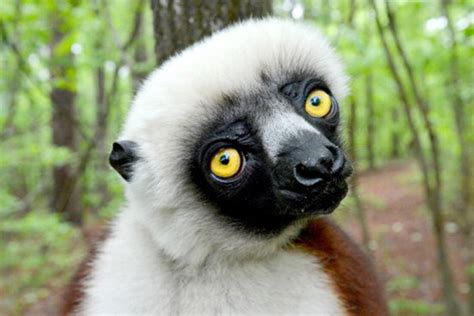 Zoboomafoo Died - PBS Children's Show Zoboomafoo Lemur Jovian Passed Away