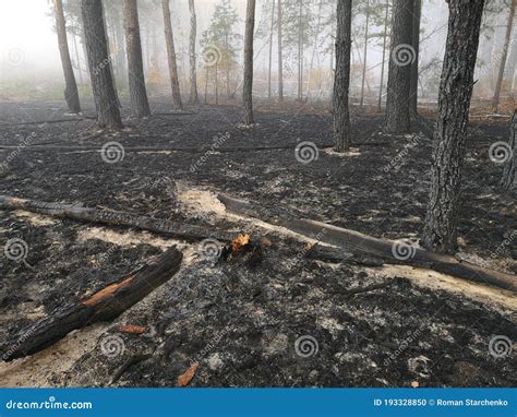 Peatlands are on Fire. Forest Fire and Its Consequences Stock Photo ...