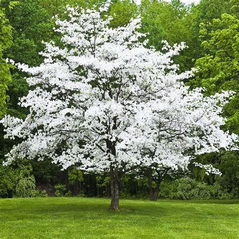 White Dogwood For Sale Online | The Tree Center