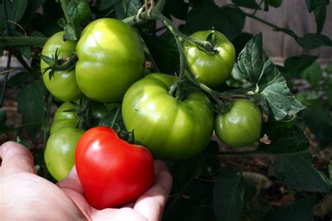 9 Easy tips to Growing Tomato plant | Growing tomatoes from Seed - Naturebring