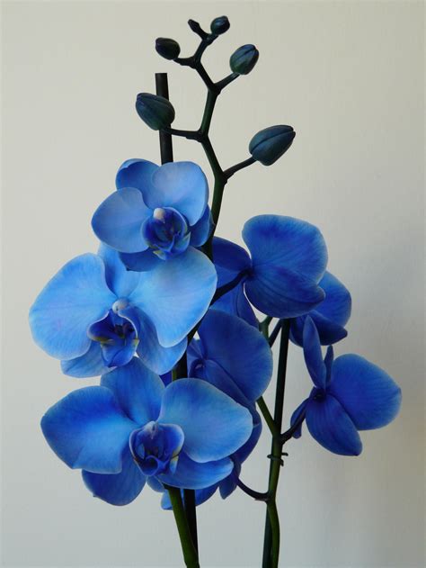 Orchids Blue