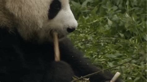 Close Up Bamboo GIF by Neon Panda MX - Find & Share on GIPHY