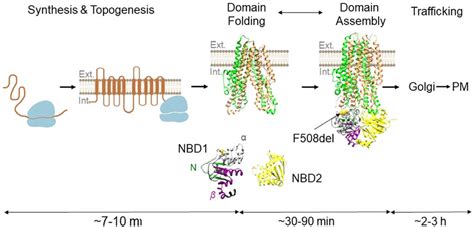 CFTR folding in the cell. The schematic shows the time scale of CFTR ...