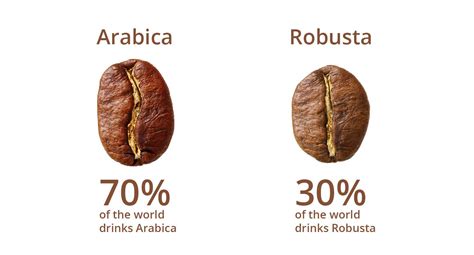 Phân biệt cafe Robusta và Arabica khác nhau như thế nào? Organic - Cung cấp hạt và máy pha cà phê