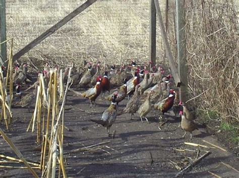 pheasant coop ideas | Chukar/ Bobwhite Quail fly pen built 2007 | Pheasant farm, Quail coop ...