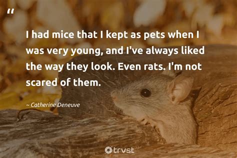 23 Rat Quotes About The Misunderstood Rodents