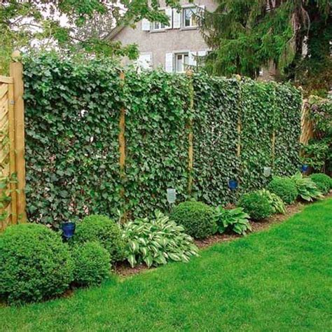 20 Green Fence Designs, Plants to Beautify Garden Design and Yard Landscaping | Fence ...