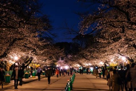 Ueno Park Cherry Blossom Festival Guide