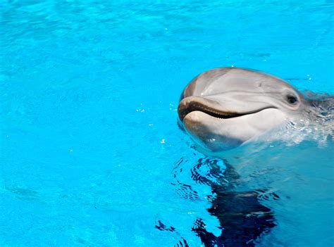 Dolphin Smile by jesusbuddy7 on DeviantArt