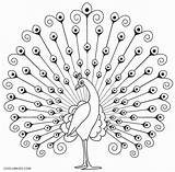 Printable Peacock Coloring Pages For Kids sketch template