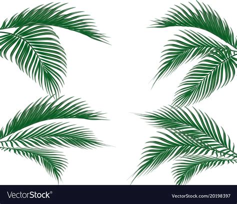 Different in form tropical dark green palm leaves Vector Image