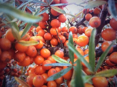 How to pick Sea Buckthorn berries