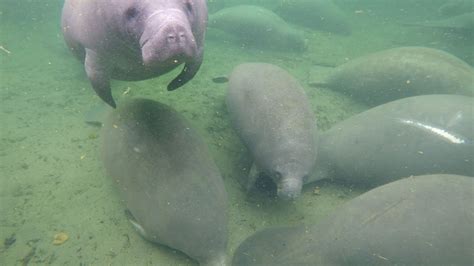 Record breaking number of manatees spotted at Blue Spring