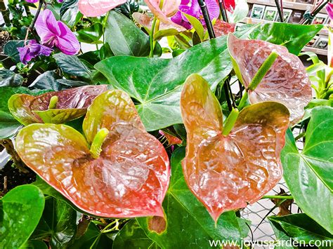 Anthurium Care and Growing Tips | Joy Us Garden