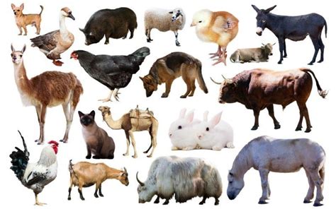 Animales domésticos: qué son, definición, características, ejemplos