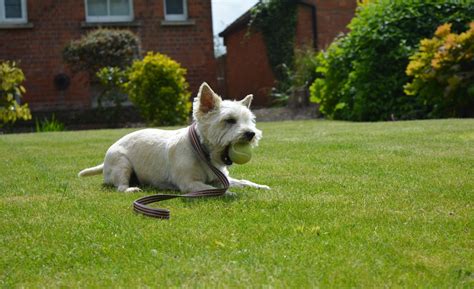 Cairn Terrier Grooming: The Essential Guide with Pictures of Haircut Styles