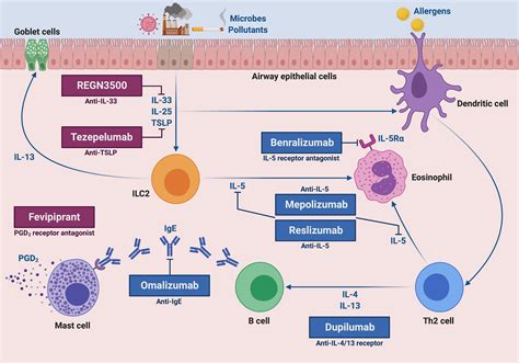 Frontiers | Molecular Targets for Biological Therapies of Severe Asthma