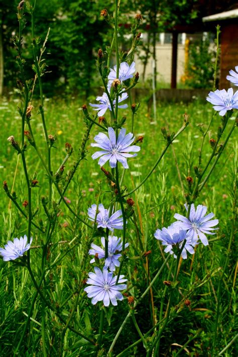 Vodopija,+ženetrga,+vodoplav,+cikorija+ili+žutinica+(cichorium+intybus ...