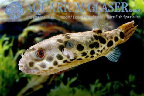 Tetraodon schoutedeni - Aquarium Glaser GmbH