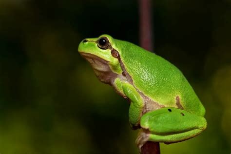 What Do Frogs Symbolize? The Spiritual Meaning Of Frogs And Dream Meaning Explained - Spirit of ...