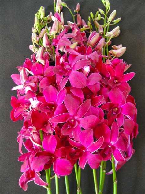 Mother's Day Orchid Flowers | Orchidaceous! Orchid Blog | Orchids ...