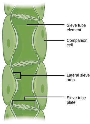 Phloem Cell - Key Stage Wiki