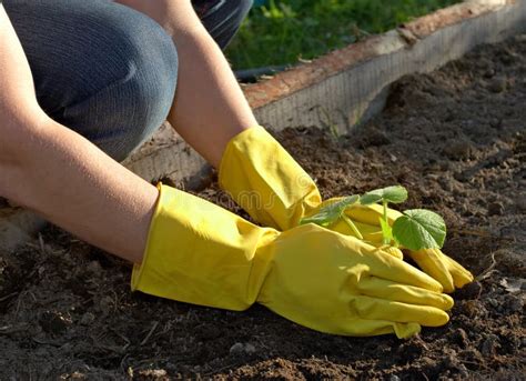 Spring planting stock image. Image of flowers, sprout, tree - 897783