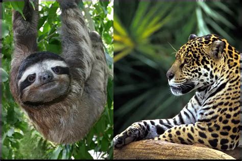 Animals of the Rainforest Facts | Science Facts