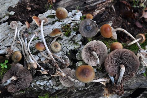 Meet Psilocybe caerulipes—A Forager's Delight | DoubleBlind Mag