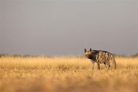 21 Wild Animals in Libya [Wildlife in Libya] - Kevmrc