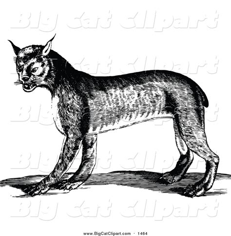 Big Cat Vector Clipart of a Black and White Bobcat by Prawny Vintage - #1464