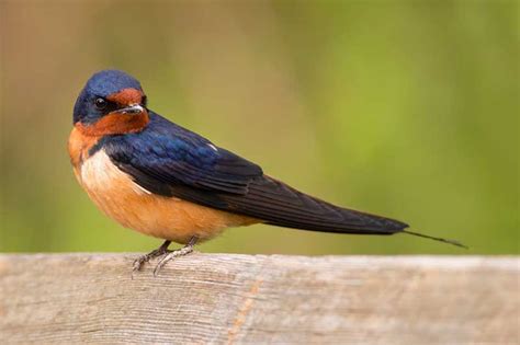 Swallow | Bird Identification Guide | Bird Spot