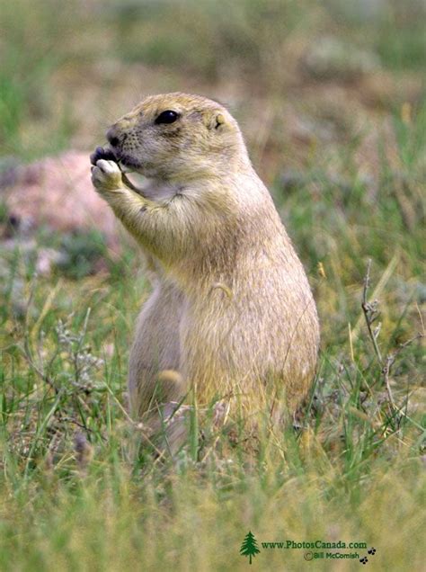 PhotosCanada.com Gallery :: Black Tail Prairie Dogs, Grasslands National Park, Saskatchewan ...