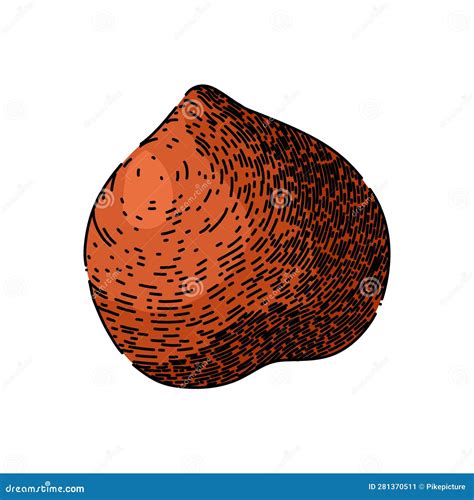 Hazelnut Nut Brown Sketch Hand Drawn Vector Stock Illustration - Illustration of hazel, shell ...